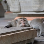 Monkeying Around Ubud